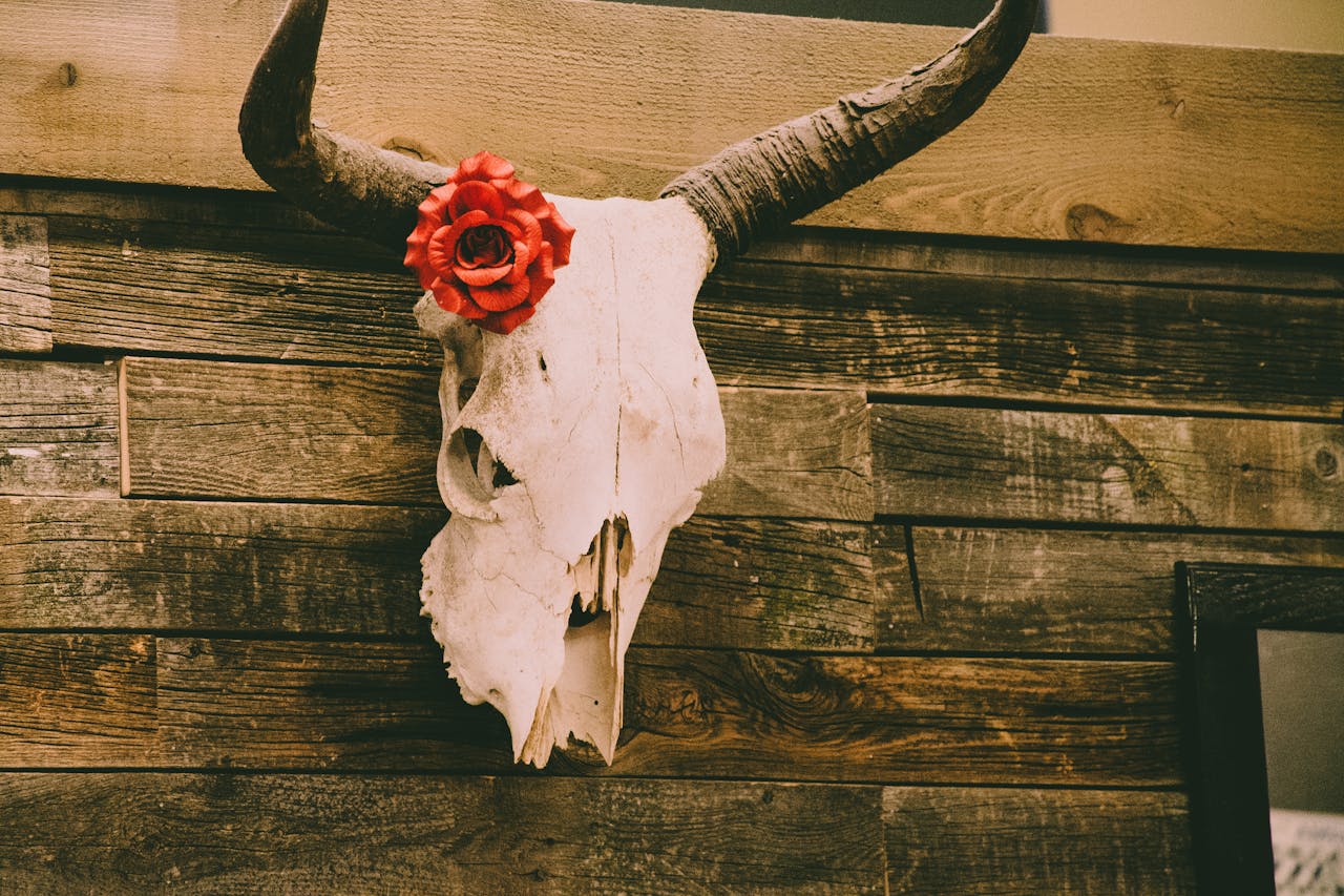 A rustic bull skull with horns decoratively mounted on a wooden wall with a red rose.